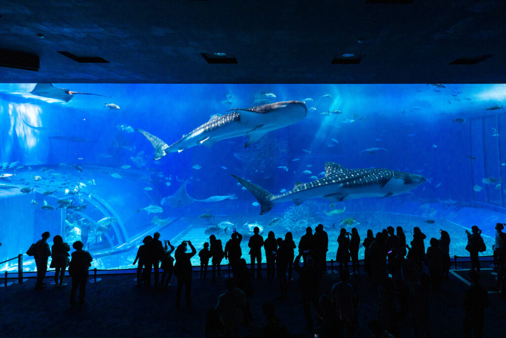 沖縄美ら海水族館